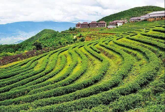 广东小茶园贸易有限公司，探索澳门茶文化的深度与广度