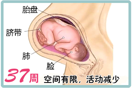 8个月胎儿有多重正常，全面解析与指南