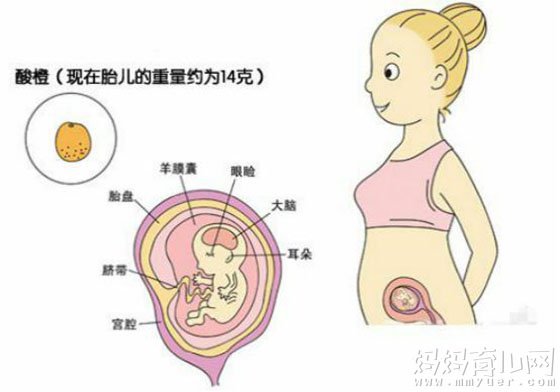 胚胎在三个月的发育历程，从微小细胞到初具人形的奇妙之旅