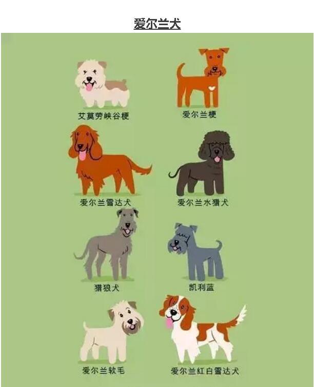 最新犬种，探索澳门犬类多样性的新篇章